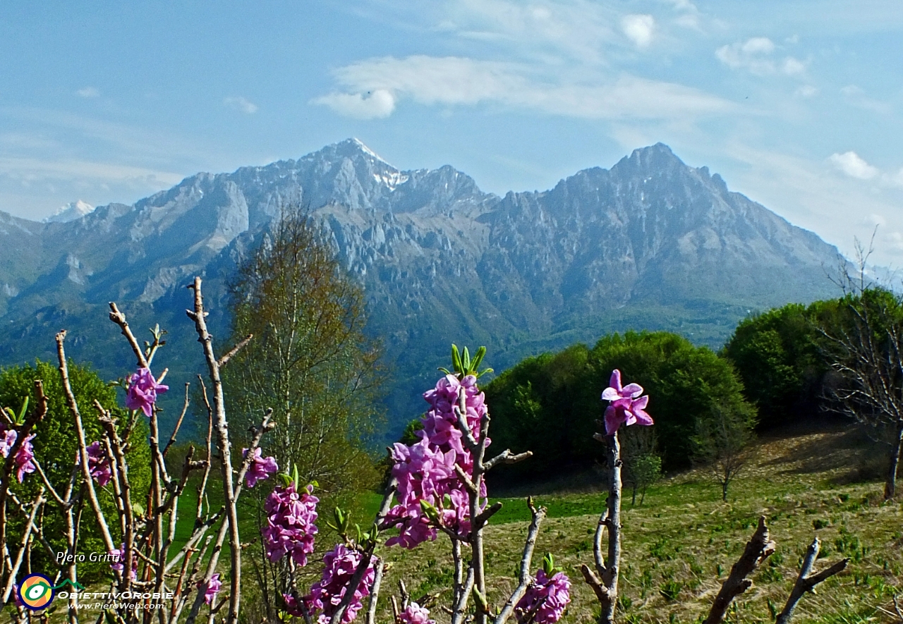 12 Fiori di Mezzero (Daphne mezereum) sullo sfondo delle Grigne.JPG